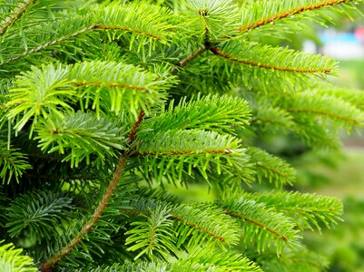 Nature tree pine needles