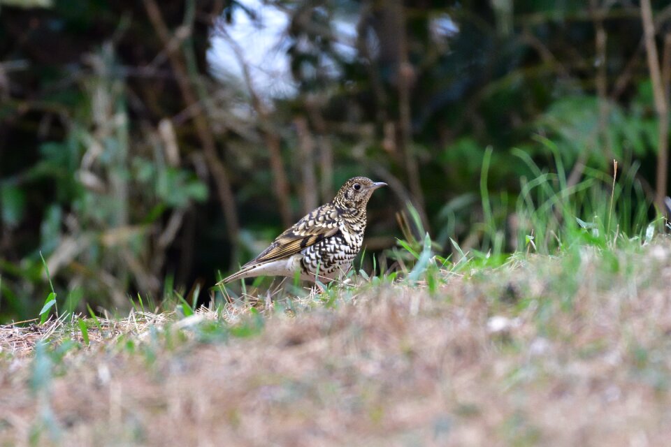 Bird outdoors private thrush