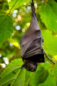 Mammal wing vampire