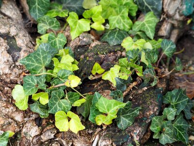 Leaves nature entwine