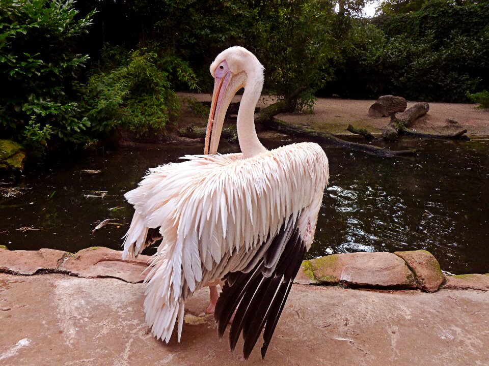 Sociable pelecaniformes water bird