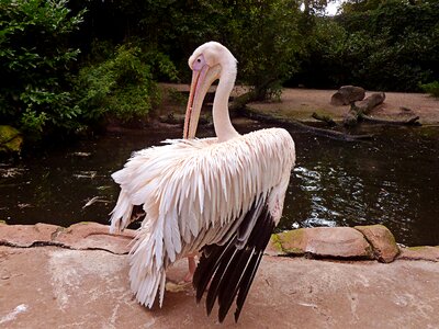 Sociable pelecaniformes water bird