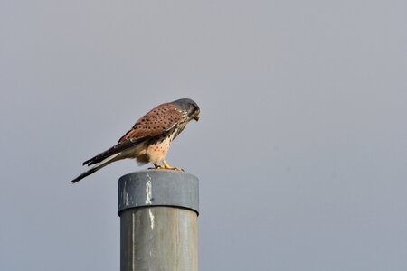 Outdoors raptor wild animals