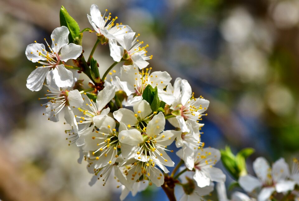 Plum tree bloom branches