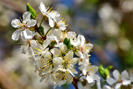 Plum tree bloom branches photo