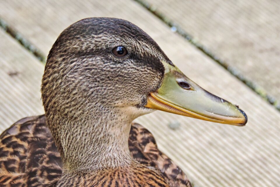 Nature bird animal