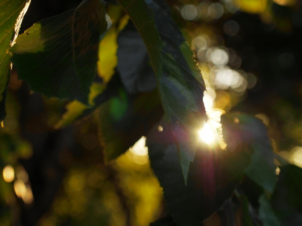 Branch nature forest