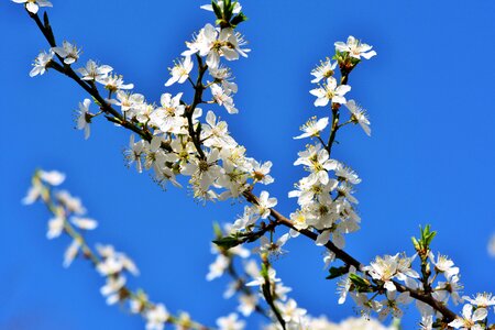 Plum tree bloom branches