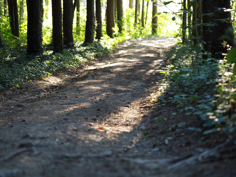 Trees forest path hiking photo