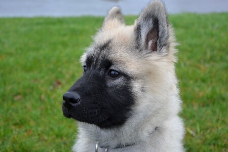 Eurasier bitch nova black mask look