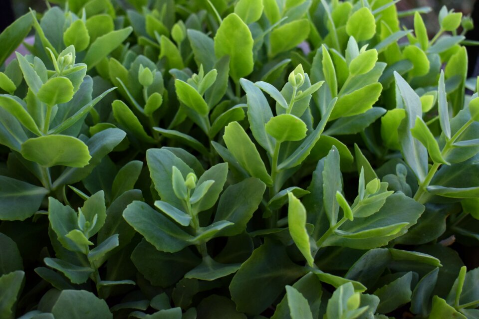 Plant green garden