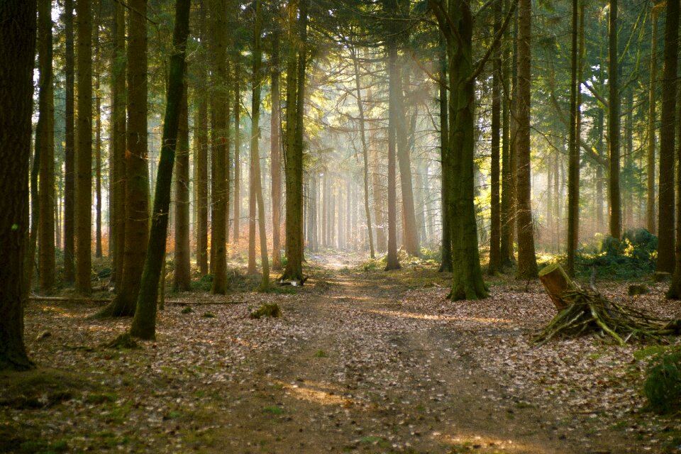 Sunbeam nature trees