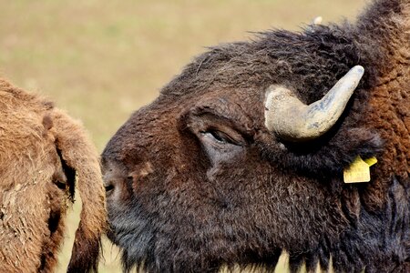 American bison wild livestock