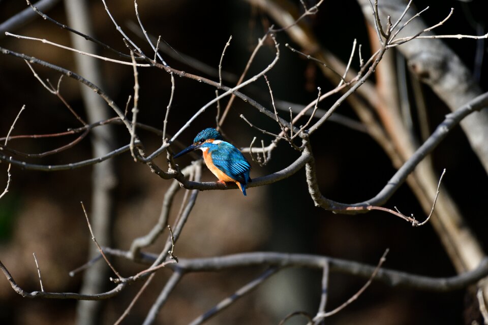 Natural wild animals kingfisher