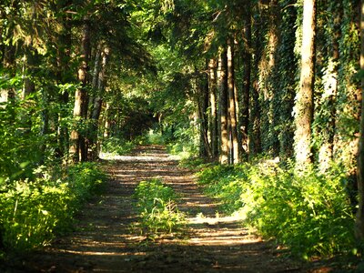 Nature forest path hiking photo