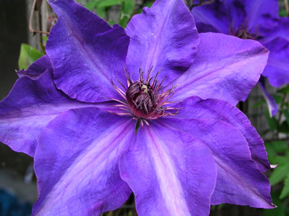 Flora outdoors blooming