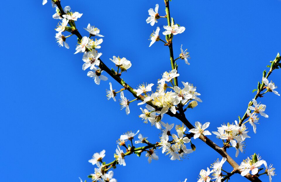 Plum tree bloom branches