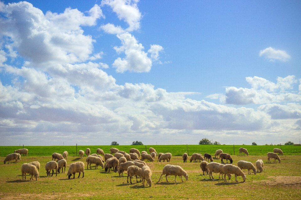 Farm agriculture sky