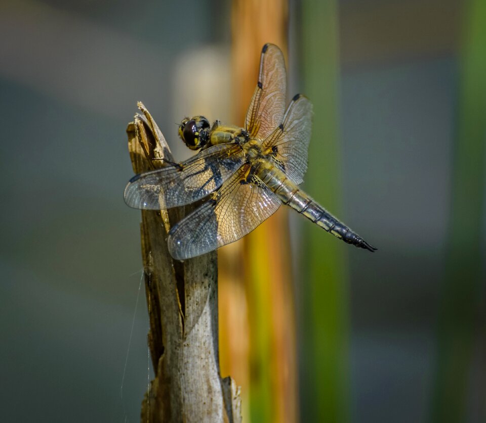 Fauna insect wildlife