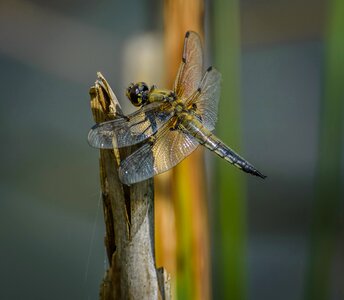 Fauna insect wildlife