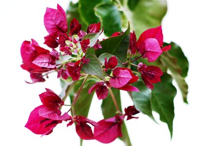 Colors bright pink botany