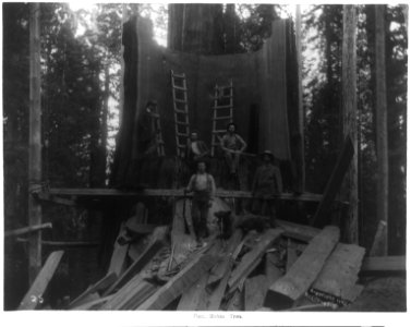 Gen. Noble Tree LCCN2005686761
