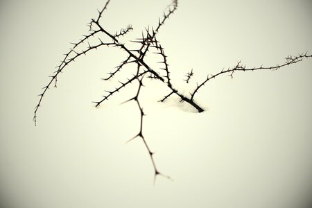 Cold branch tree