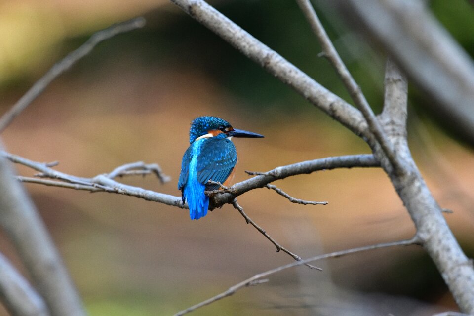 Pond kingfisher common kingfisher