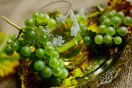 Wine glass fruit winegrowing photo