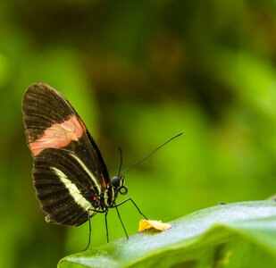 Wild pink nature