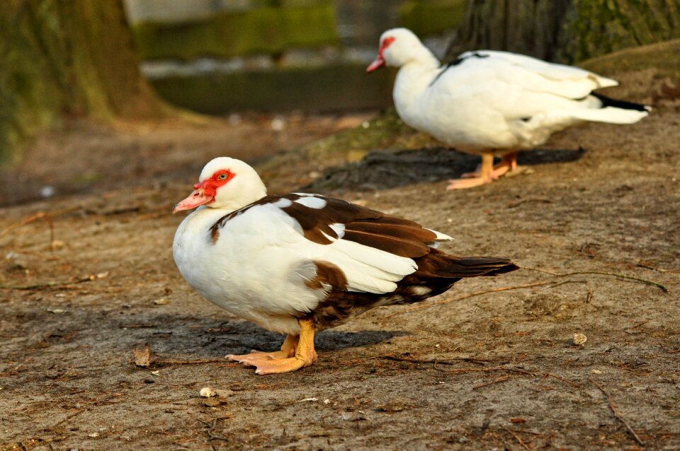 Bird waterbird aquatic bird