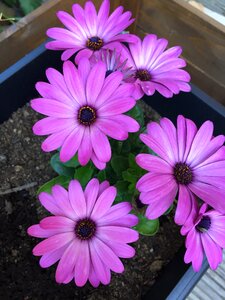 Flower plants nature