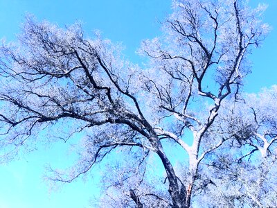 Seasons nature black star canyon