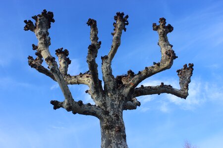 Travel tree nature