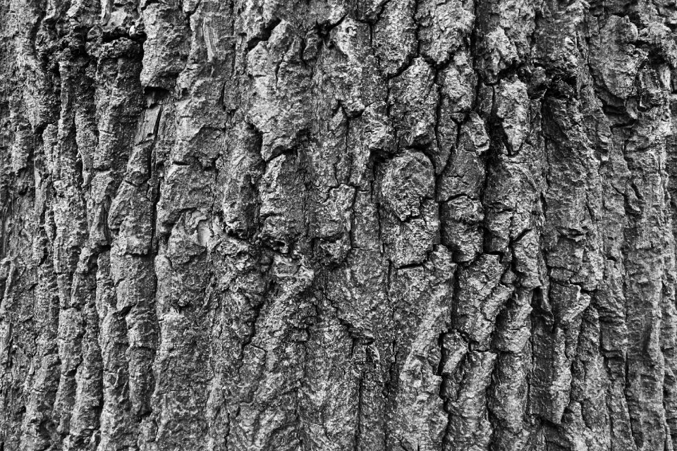 Texture wood pattern photo