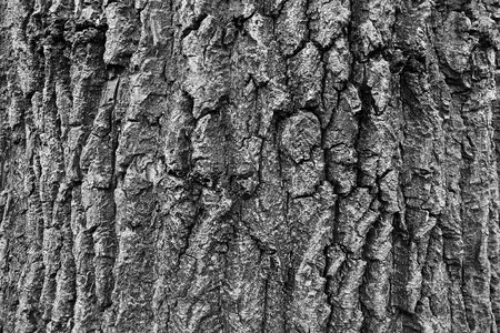 Texture wood pattern photo