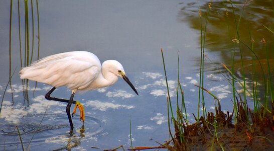 Fishing aquatic bird pond