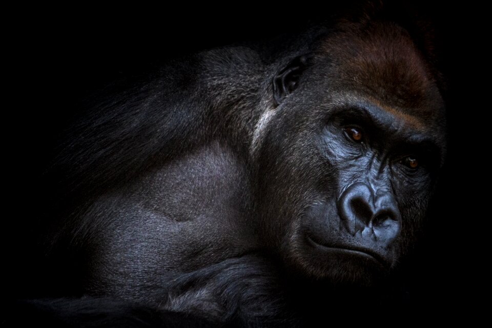 Nature animal world animal