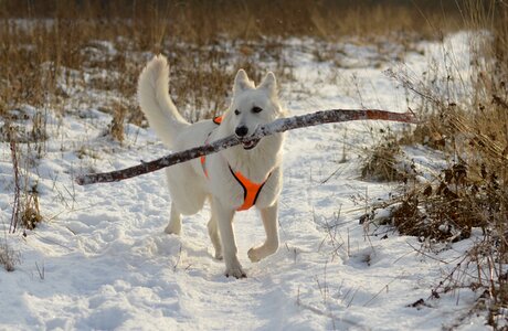 Ice frost white shepherd