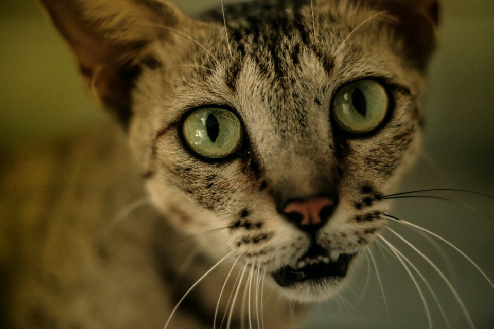 Animal eyes face