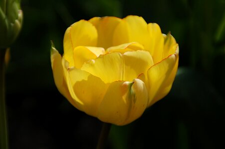 Yellow bloom spring photo