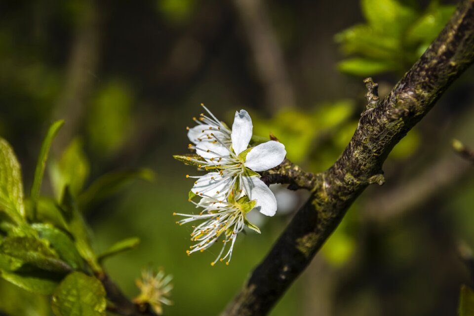 Plant botany blooming