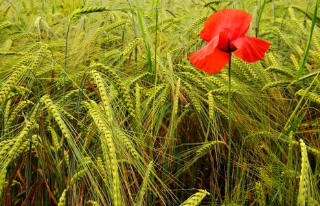 Field ear nature photo