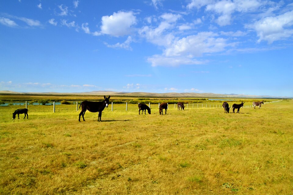 Lawn field farm photo