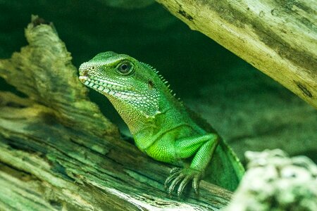 Reptile scale animal