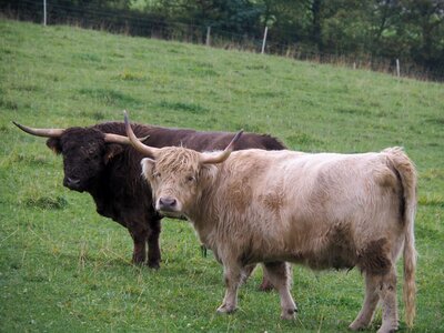 Pasture eat animal