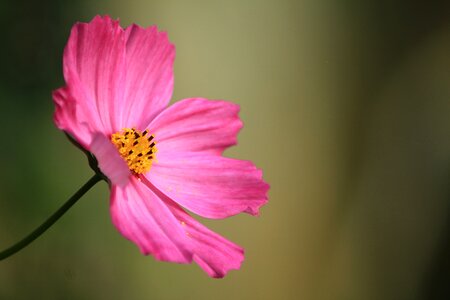 Summer petal beautiful photo