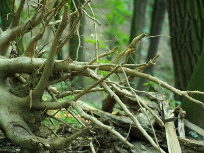 Root tree root forest