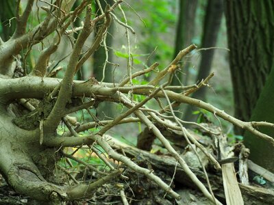 Root tree root forest photo