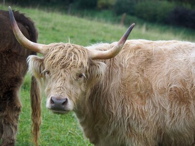 Pasture eat animal photo